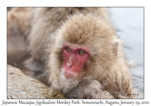 Japanese Macaque