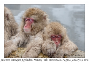 Japanese Macaques