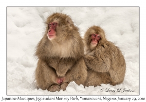 Japanese Macaques