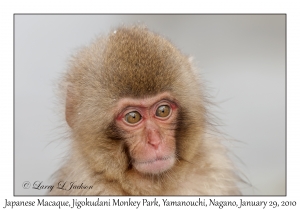 Japanese Macaque