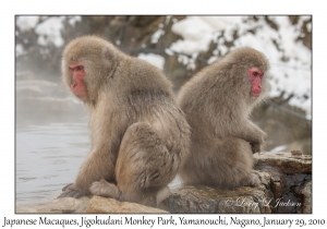 Japanese Macaques