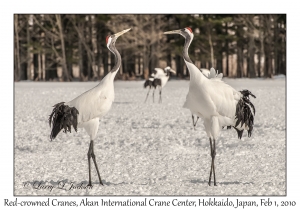 Red-crowned Cranes