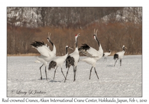 Red-crowned Cranes