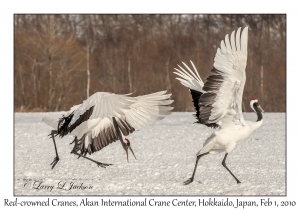 Red-crowned Cranes