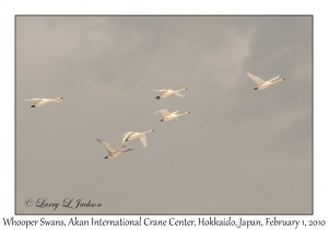 Whooper Swans