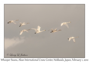 Whooper Swans