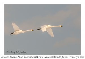 Whooper Swans