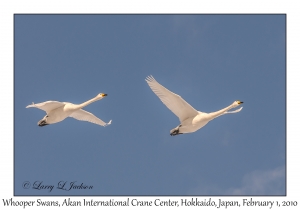 Whooper Swans