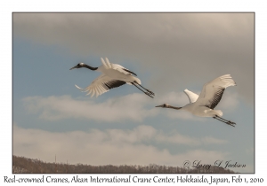 Red-crowned Cranes