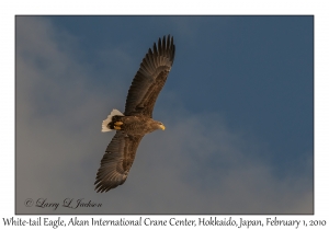 White-tail Eagle