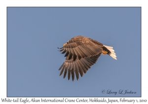 White-tail Eagle