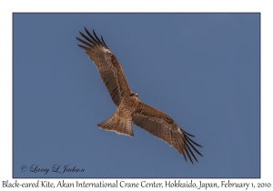 Black-eared Kite