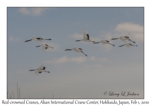 Red-crowned Cranes