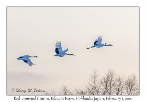 Red-crowned Cranes