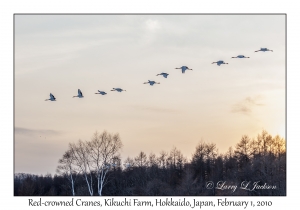 Red-crowned Cranes