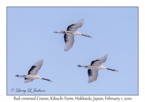 Red-crowned Cranes