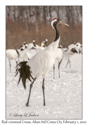 Red-crowned Crane