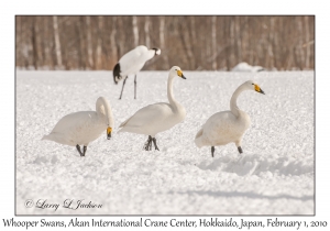 Whooper Swans