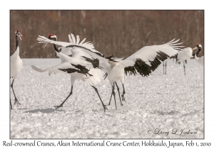 Red-crowned Cranes