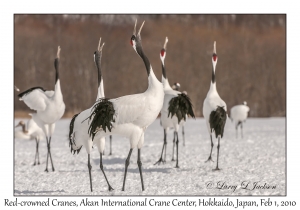 Red-crowned Cranes