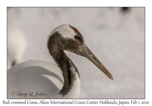 Red-crowned Crane