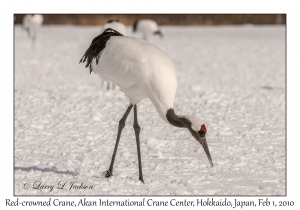 Red-crowned Crane