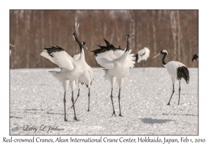 Red-crowned Cranes