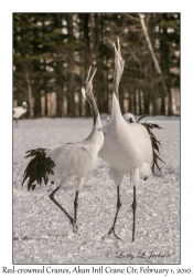 Red-crowned Cranes