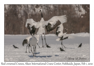 Red-crowned Cranes