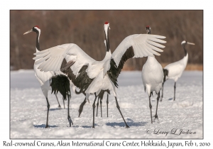 Red-crowned Cranes