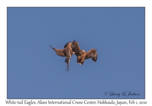 White-tail Eagles