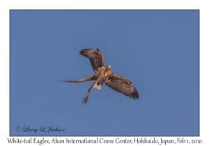 White-tail Eagles