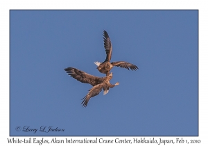 White-tail Eagles