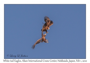 White-tail Eagles