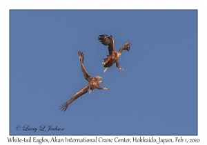 White-tail Eagles