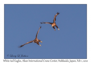 White-tail Eagles