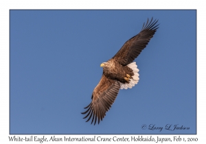 White-tail Eagle