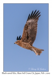 Black-eared Kite