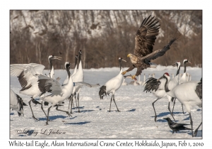 White-tail Eagle