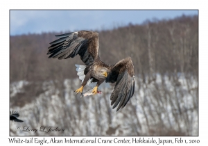 White-tail Eagle