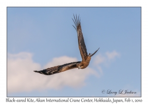 Black-eared Kite