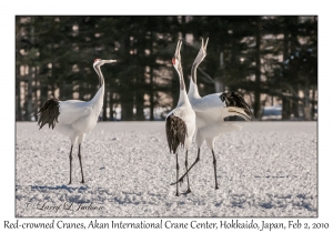 Red-crowned Cranes