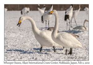 Whooper Swans