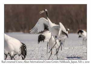 Red-crowned Cranes