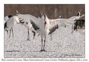 Red-crowned Crane