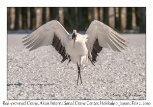 Red-crowned Crane