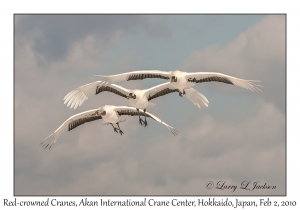 Red-crowned Cranes