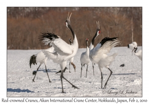 Red-crowned Cranes