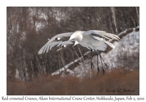 Red-crowned Cranes