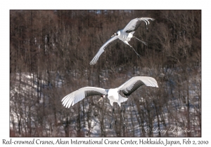 Red-crowned Cranes